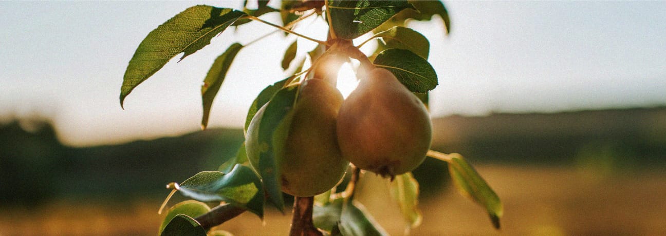 home-banner home-banner